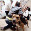 Humane Society and Insurance Auto Auctions Host ‘Pet Pit Bull Day’