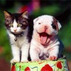 Seven Summer Safety Tips for Pets