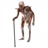 Ultima Oportunidad de Admirar ‘Body Worlds’