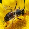 Buzzing About Bees at Nature Museum