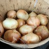 Georgia’s Harvest of Sorrow