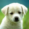 Adopte una Mascota