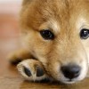 El Soldier Field Invita a los Amantes de los Perros al Día de Adopte a un Perro