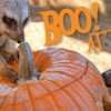 Murciélagos, Osos y Bongos en el Zoológico del Condado de Milwaukee durante “Boo at the Zoo”