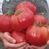 You Say “Tomatoes” And I Say “Unfair”