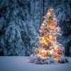 Alderman Solis to Host Tree Lighting Ceremony