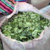 The FARC’s Effort to Legalize Coca