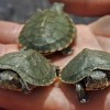 Disfruten el Te con las Tortugas