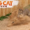 Nat Geo Mundo Difunde Programas Salvajes