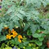 Grow a Nutritious Garden in a Pot