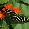 Become a Junior Naturalist at the Nature Museum’s Spring Break Camp