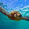 Revuelve y Prueba… Té con las Tortugas en Nature Museum