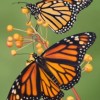 El Valor Anuncia un Novedoso Evento sobre la Mariposa Monarca