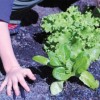Space to Grow Schoolyard Celebrates New Gardens