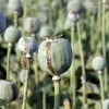 The Danger of Myanmar’s Opium Trade