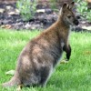 Hamill Family Wild Encounters Scheduled to Open at Brookfield Zoo