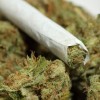 Ahora es más Fácil la Investigación de la Mariguana Medicinal en E.U.