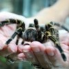 Abejas, Escarabajos Negros y  Mariposas – ¡Qué Maravilla!
