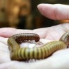 Honey Bees, Darkling Beetles and Butterflies—Oh, My!