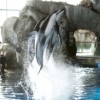 Shedd Aquarium Offers Free Admission to Seniors in September