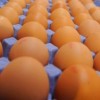 McDonald’s to Fully Transition to Cage-Free Eggs