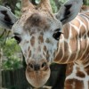 Brookfield Zoo’s ZAP! Is Back in Your Neighborhood