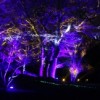 ComEd Comparte la Luz Apoyando los Eventos de Iluminación Navideña Comunitaria