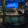 Sienta el Amor en el Shedd Aquarium