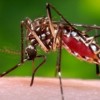 The Best Ways to Avoid Mosquitoes and the Diseases They Carry