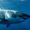 Field Museum to Unveil New Addition to DNA Exhibit Focusing on Shark Sex
