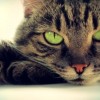 Cats Raise Their Paws for Public Health