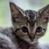 Los Gatos Alzan sus Patitas Por la Salud Pública