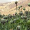 Why It is Hard to Legalize Opium