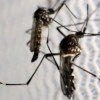 Los Mosquitos Adultos Pueden Pasar el Zika a sus Huevecillos, Sugiere un Estudio