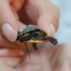 New Exhibit at Peggy Notebaert Nature Museum