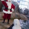 Maravilla Invernal en el Shedd Aquarium