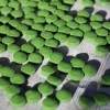 What You Should Know About the Chlorophyll Trend
