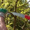La Ciudad Anuncia la Eliminación de Rezagos del Recorte de Arboles