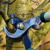 City Announces Elimination of Tree Trimming Backlog
