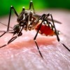 Hace Falta Más Trabajo para Combatir el Zika