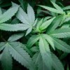 The New Reefer Madness
