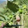 FDA Finds Deadly Belladonna in Teething Products