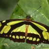 Free Days at Nature Museum