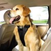 Summer Tips for Ensuring Pet Safety