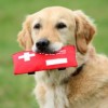 Consejos de Verano para Garantizar la Seguridad de su Mascota