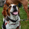 Family Preparedness Plans Must Include Pets