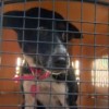 Lopez: After a year of inaction, time for City to start taking animal care reform seriously