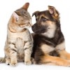 February is Spay/Neuter Month in Cook County