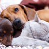 Febrero es el Mes de Esterilización en el Condado de Cook