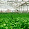 City Breaks Ground on Second Gotham Greens Greenhouse